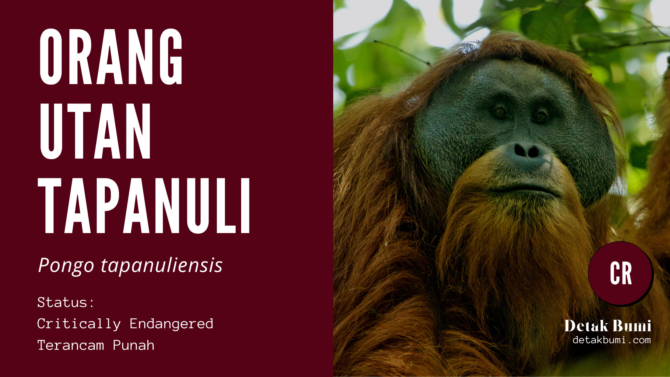 Orang Utan Tapanuli (Pongo tapanuliensis) Jenis Orang Utan Terbaru.