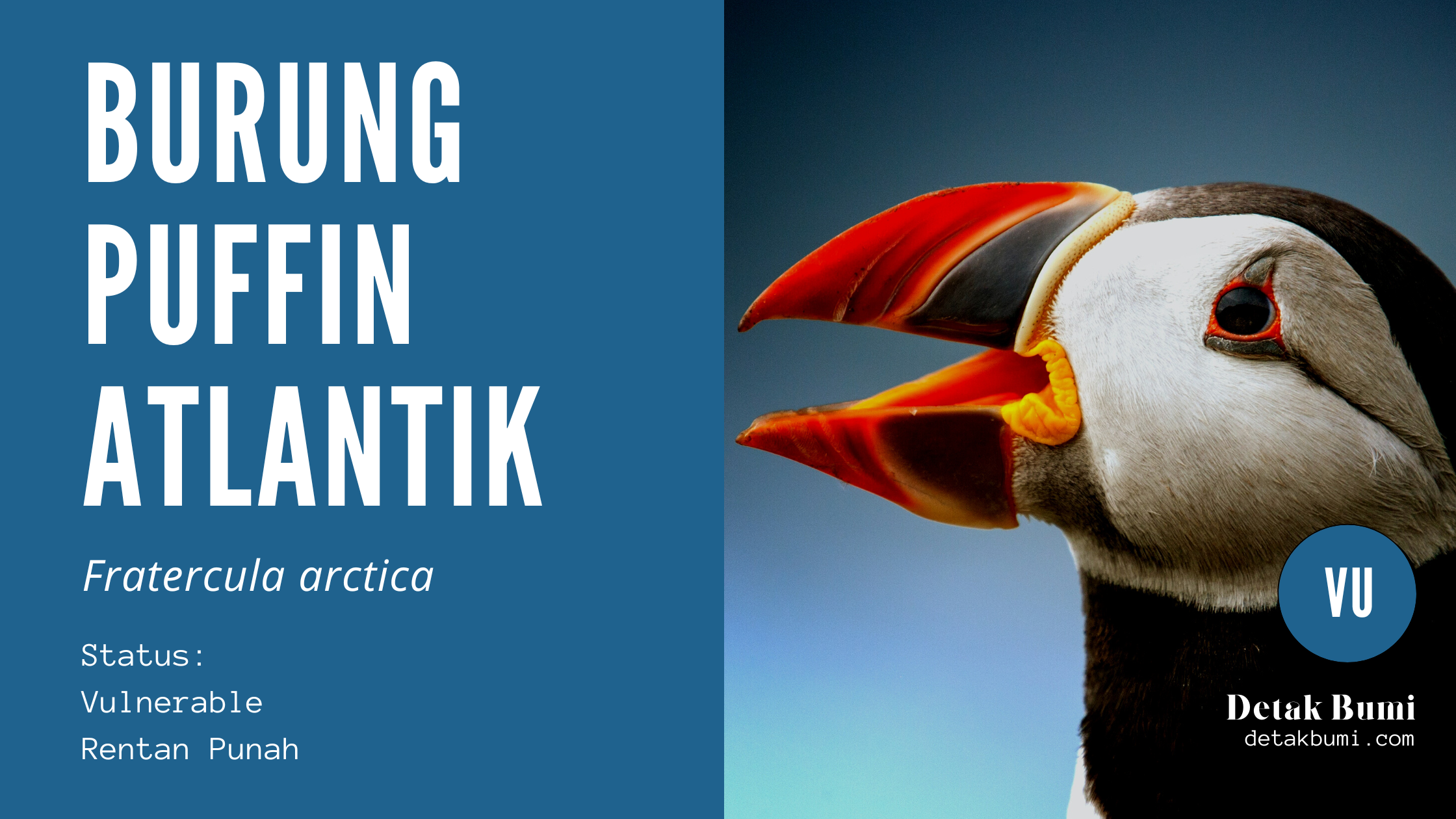 Burung Puffin Atlantik Si Cantik Yang Bisa Menyelam