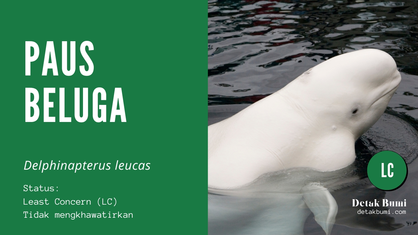 Delphinapterus leucas: Paus Beluga Mamalia Laut Dengan Wajah Senyum ...